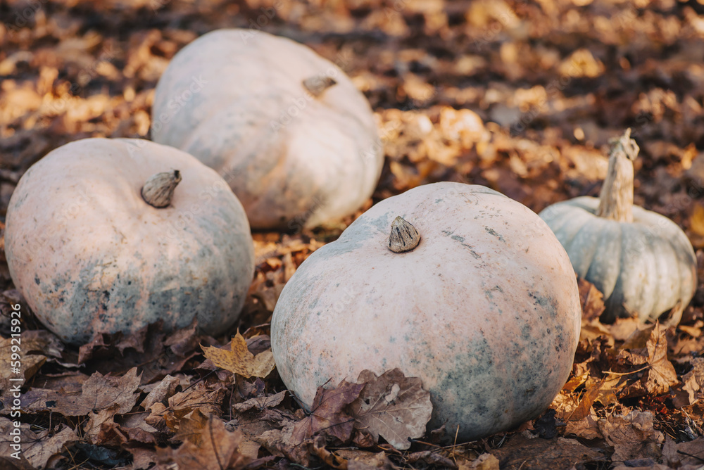 Wall mural Pumpkins on yellow autumn foliage in forest. Beautiful composition of ripe pumpkins during fall harvest, toned photo