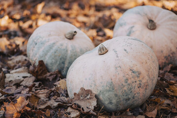 Close up of three pumpkins on golden oak leaves, toned photo. Autumn harvest concept, ripe pumpkins under the tree in garden