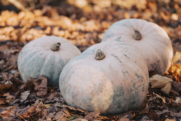 Toned photo of pumpkins on golden oak leaves. Autumn harvest concept, ripe pumpkins under the tree in garden