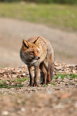 Beautiful vertical portrait of a common fox with a damaged eye looking sideways on the stones and grass in the forest in the natural park of sierra de andujar, in Andalucia, Spain