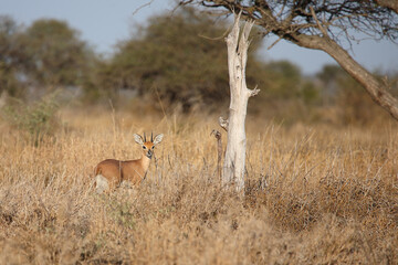 Afrikanischer Steinbock / Steenbok / Raphicerus campestris