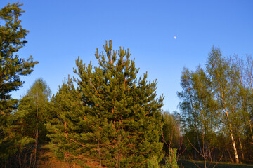 The moon in the blue sky among the crown of trees in the forest