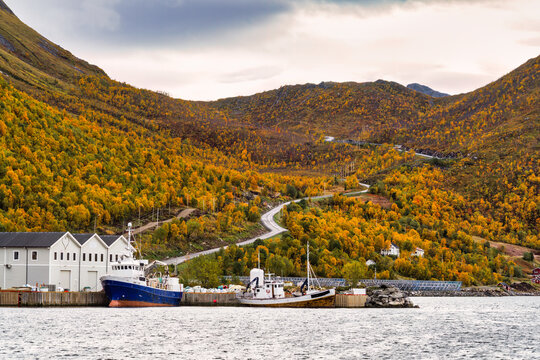 Husøy at the end of Øyfjorden  is surrounded by high mountains covered in autumn colors accessible by sea or by a single road, Troms og Finnmark, Norway