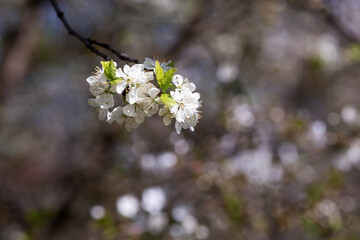 Cherry blossom in spring for background or copy space for text.