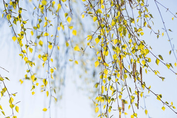 Birch branches with catkins and young leaves in spring as a background or a place to copy text. Birch blossom.Allergy.
