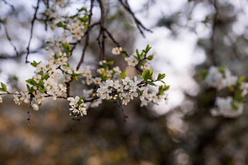 Cherry blossom in spring for background or copy space for text.