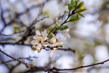 Cherry blossom in spring for background or copy space for text.