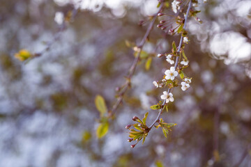 Cherry blossom in spring for background or copy space for text.
