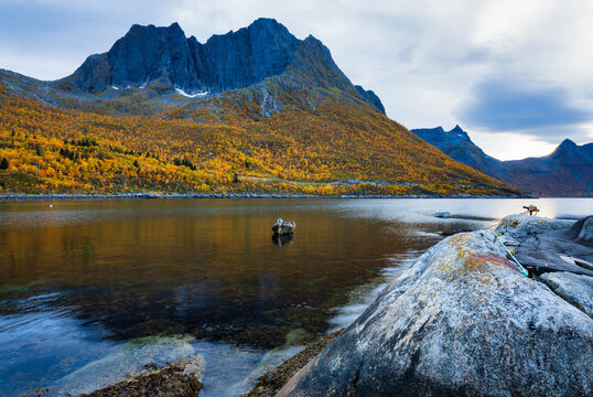 Spectacular view of the fjord in the shadow of Breidtinden mountain during sunset with the mountains covered in trees in their autumnal colors, Troms og Finnmark, Norway
