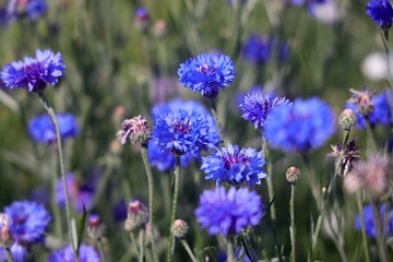 Rotonta in fiore