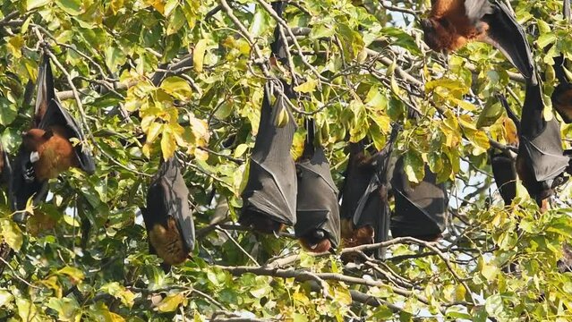 full shot of indian flying fox or greater indian fruit bat or Pteropus giganteus family or group hanging on tree with wingspan at keoladeo national park bharatpur bird sanctuary rajasthan india asia