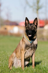 Belgian malinois dog with a yellow collar sits in a field