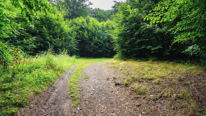 Fototapeta na wymiar travel adventure in natural forest. trail path through wild scenery