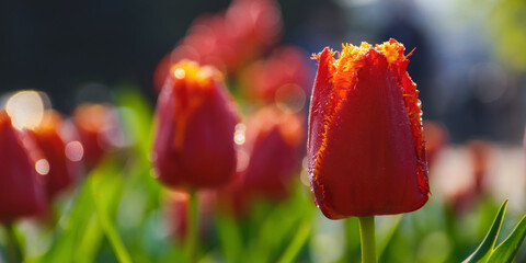 red tulips in full bloom. beautiful garden background
