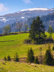 Obraz premium beautiful spring background of grassy hills and mountains. trees on the slopes. ridge with snow capped tops in the distance