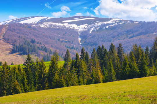 rural landscape with forested hills. spruce trees in the valley. beech trees on the distant hills. snow capped tops beneath a blue bright sky