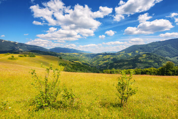 carpathian countryside with grassy meadows. beautiful rolling landscape in summer with stunning sky