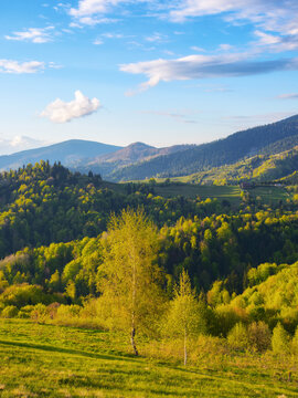 rural landscape with forested hills. beautiful rolling scenery in evening light with fluffy clouds on a bright sky. simple sustainable living in carpathian mountais
