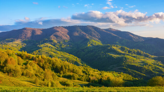 carpathian rural landscape in spring. trees on the grassy hills rolling in to the distant valley. wonderful scenery in warm evening light. fluffy clouds on the blue sky