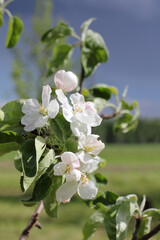 blooming flowers on a branch of an apple tree. spring in the orchard