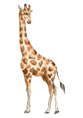 Watercolor giraffe illustration, Cartoon tropical animal , exotic summer jungle design.Hand drawn. Designf for baby shower party, birthday, cake, holiday celebration design, greetings card,invitation.