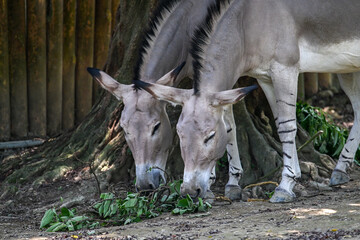 African Wild Ass Donkey