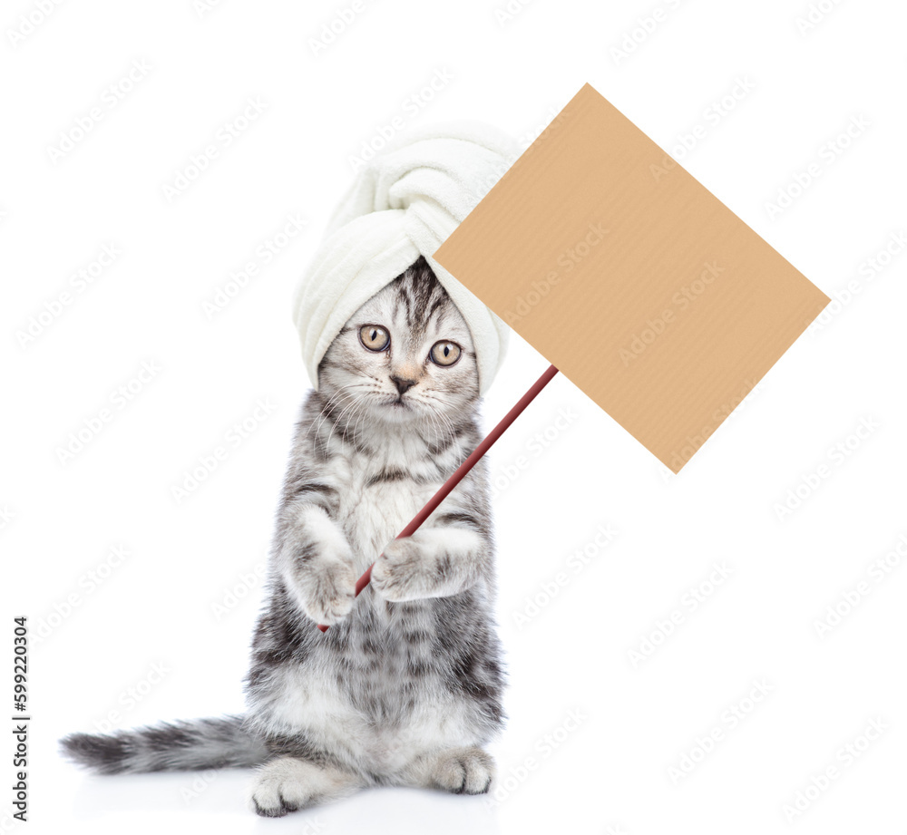 Poster funny kitten with towel on it head stands on hind legs and shows empty placard. isolated on white ba