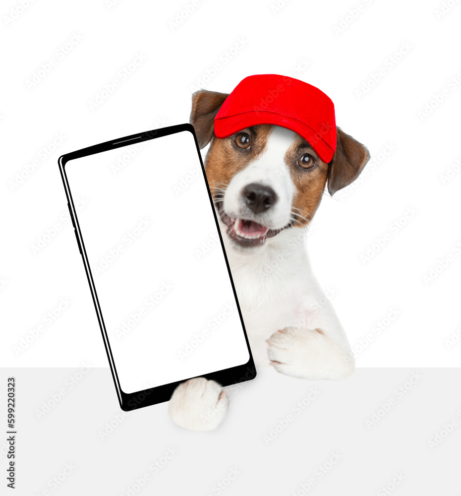 Aufkleber jack russell terrier puppy wearing red cap holds big smartphone with white blank screen in it paw ab