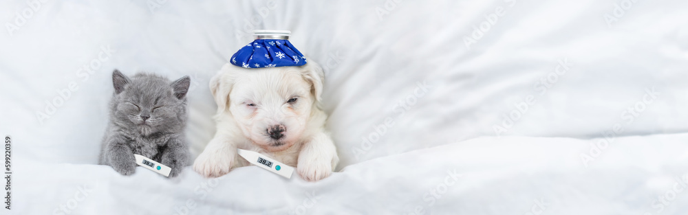 Poster sick tiny kitten and bichon frise puppy sleep with thermometers and with ice bags or ice packs on it