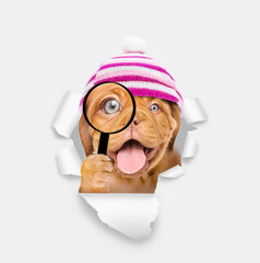 Happy Mastiff puppy wearing warm hat looks thru a magnifying lens looks through a hole in white paper