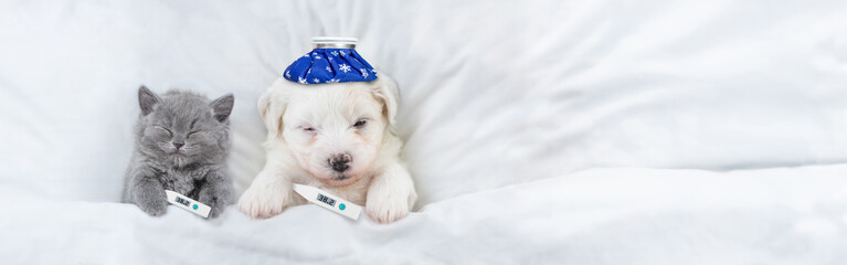 Sick tiny kitten and Bichon Frise puppy sleep with thermometers and with ice bags or ice packs on...