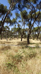 Fototapeta premium Tall pine tree forest in Spain near Madrid, Casa de Campo