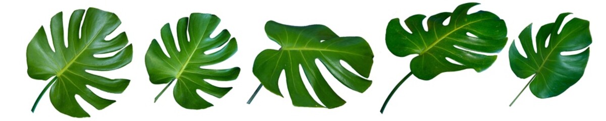 Big Set of fresh leaves monstera plant lie on isolated white background with copy space and clipping path.
