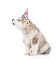 Husky puppy wearing birthday cap looks away and up on empty space. isolated on white background