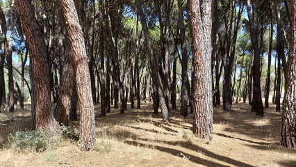 Tall pine tree forest in Spain near Madrid, Casa de Campo