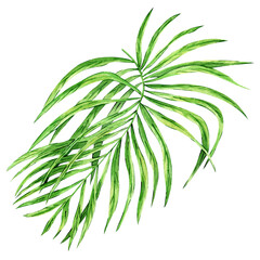 Watercolor illustration of tropical green palm leaves. Hand drawn exotic greenery,  palm leaf, fern. Floral clipart . Perfect for invitations, cards, prints, packaging.