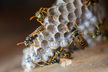 Macro shot of a wasp nest with some wasps