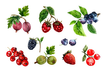 Set of isolated elements of summer berries gooseberries, currants, strawberries, raspberries, blackberries. Ripe berry, vitamin clip art. Hand-drawn watercolor illustration on white background.