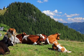 Cows grazing in Salzkammergut, Austria