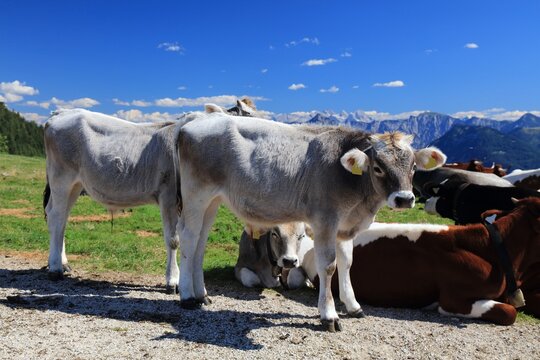 Baby cows of Tiroler grauvieh breed in Austria