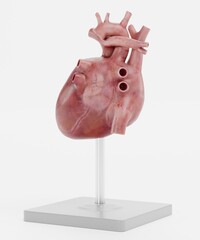 Realistic 3D Render of Human Heart Model