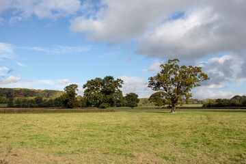 Fototapeta premium Old oak tree
