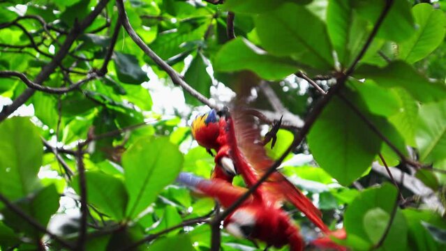Macaw couple on a standing on the branches and leaves in Costa Rica