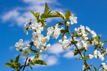 4.05.2023 Białystok Polska. Białe kwiaty wiśni na tle nieba i białych chmur.