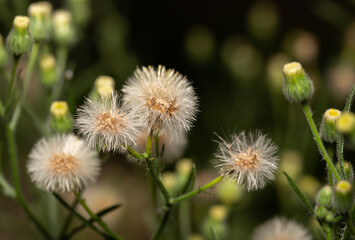 close-up of dandelions and dandelion buds 