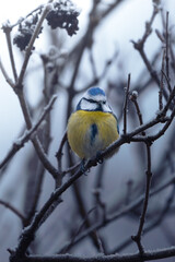 Obraz premium a bird on a branch in the snow