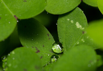 Beautiful detailed rain drops on clover leaves