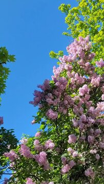 Lilac tree against Blue Sky. Spring Flowers Background. Vertical Video for reels. Lilac Bush.