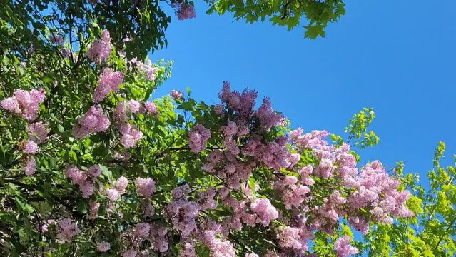 Lilac bush against Blue Sky. Spring Flowers Background. Horizontal Video for reels. 