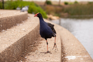 Australian swamphen bird by a lake in Adelaide, South Australia